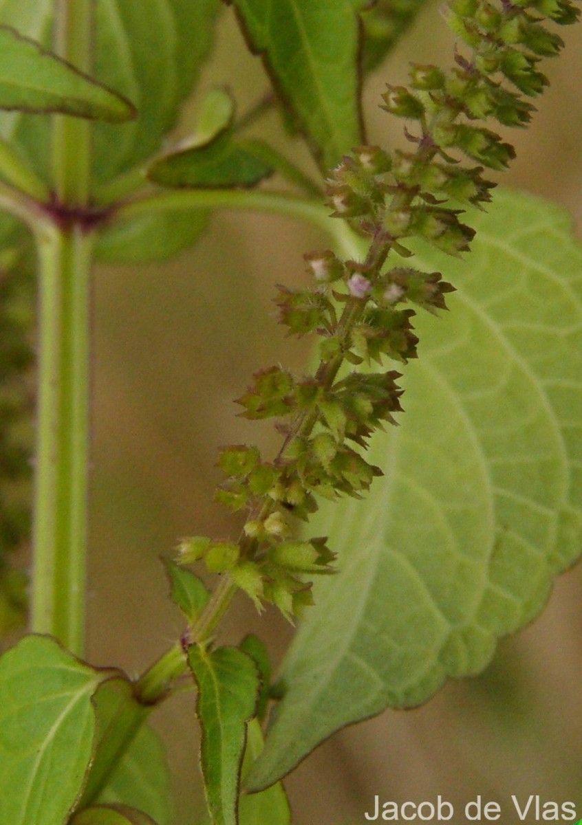 Basilicum polystachyon (L.) Moench